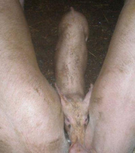 106